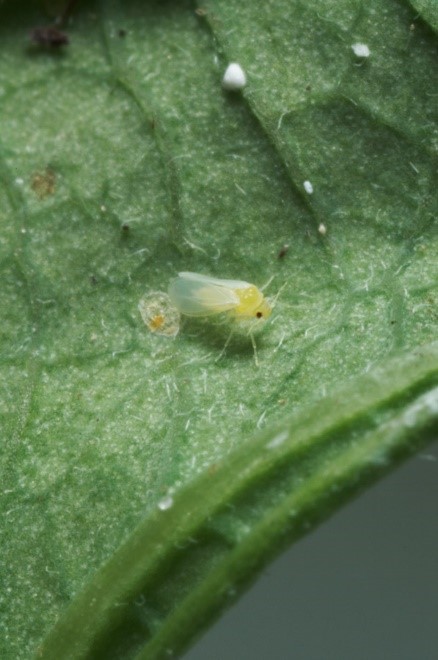 Silverleaf Whitefly, a vector of ToCV © Fera Science Ltd/Defra photograph collection